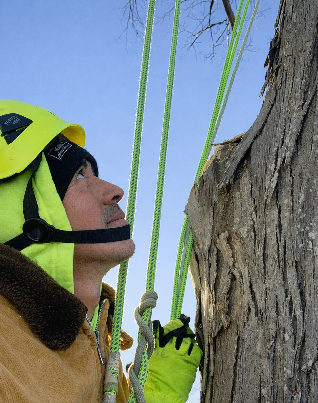 Close portrait of an arborist with ropes and safety gear beside a tree trunk