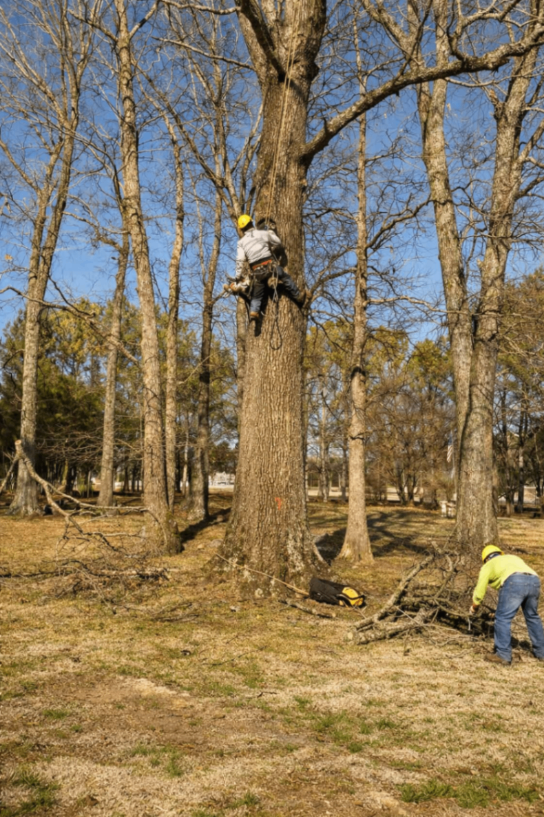 Arborist secured on a tall tree while the ground crew clears branches